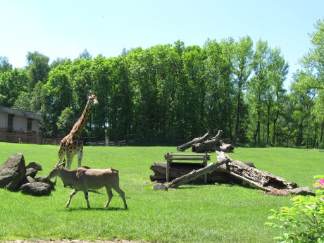 Zoo_Ostrava,_žirafa_Rothschildova,_červen_2010,_2